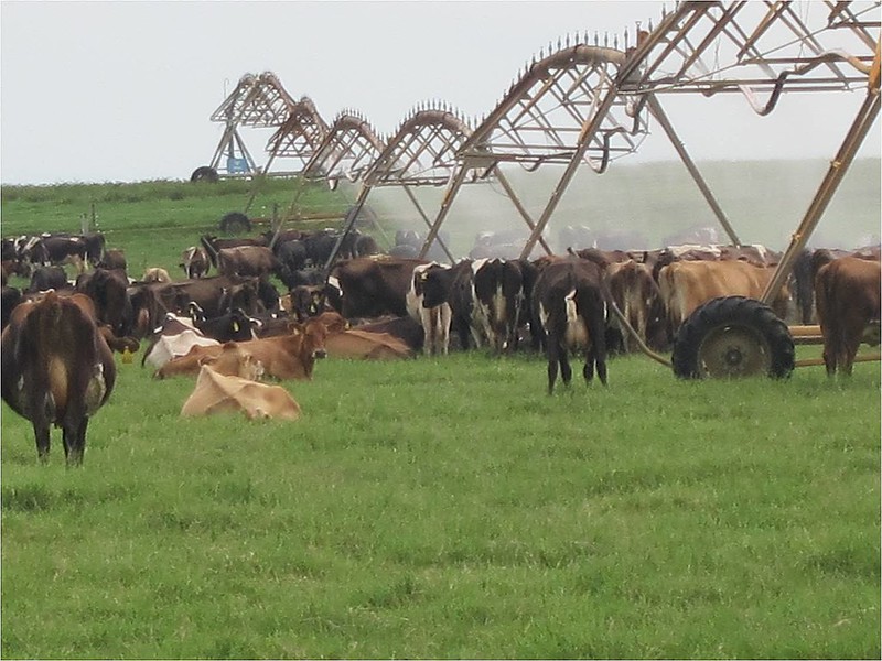 AP260 Cows cooling up under sprinklers South Africa
